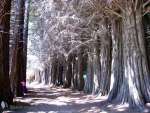 Argentinische Laerchen