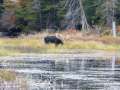 algonquin08