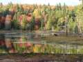 algonquin14