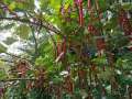 botanical garden05