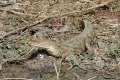 djoudj np05