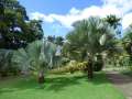 jardin de balata04