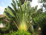 kohsamui3