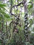 lagarto7b