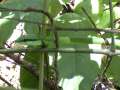 manuel antonio14