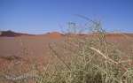 namibia13