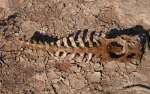 namibia15