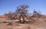 namibia18