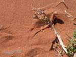 namibia20