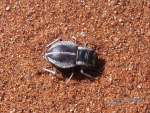 namibia21