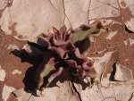 namibia21b
