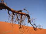 namibia24