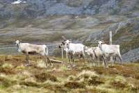 nordkap6