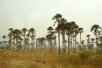 palmenwald01