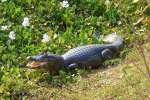 pantanal06