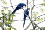 pantanal130