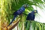 pantanal132