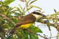 pantanal27
