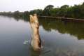 pantanal72