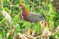 pantanal92