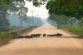 pantanal94