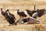touba06