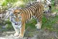 zoo07